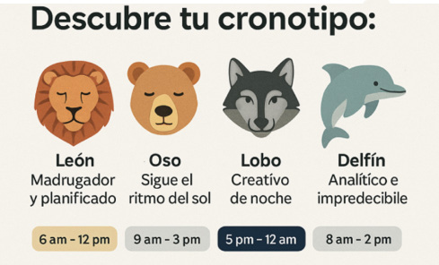 Los 4 cronotipos de Breus